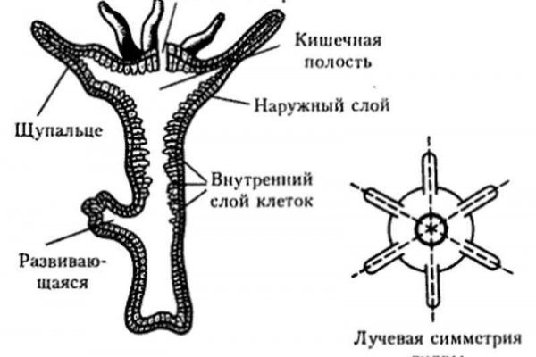 Сколько ждать перевода от обменника на меге